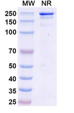 Micvotabart Humanized Recombinant Human Monoclonal Antibody