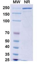 Calotatug Recombinant Human Monoclonal Antibody
