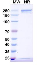 Vamikibart Recombinant Human Monoclonal Antibody