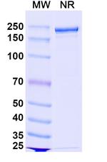 Pacibekitug Recombinant Human Monoclonal Antibody