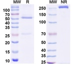 Alextatug Recombinant Human Monoclonal Antibody