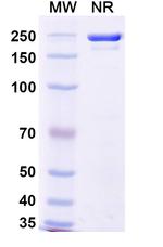 VAK-694 Humanized Antibody in SDS-PAGE (SDS-PAGE)