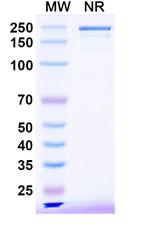 Bezetabart Recombinant Human Monoclonal Antibody