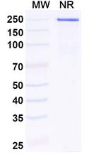 Calpurbatug Humanized Recombinant Human Monoclonal Antibody