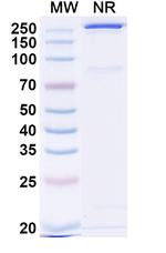 Major pollen allergen Bet v1 (Umesolerbart Biosimilar) Recombinant Human Monoclonal Antibody
