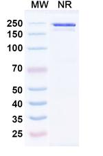 Bremzalerbart Recombinant Human Monoclonal Antibody