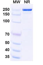 Upanovimab Chimeric Recombinant Human Monoclonal Antibody