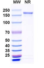 Crexavibart Recombinant Human Monoclonal Antibody