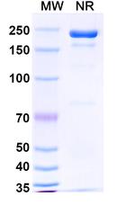 Masavibart Recombinant Human Monoclonal Antibody