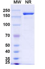 SARS-CoV-2 Spike Protein S2 (Gorivitug Biosimilar) Recombinant Human Monoclonal Antibody