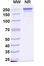 SARS-CoV-2 Spike Protein S2 (Sipavibart Biosimilar) Recombinant Human Monoclonal Antibody