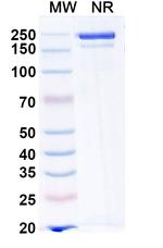 Ormutivimab Antibody in SDS-PAGE (SDS-PAGE)