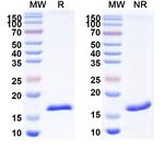 RFP VHH-8His-Cys-tag Antibody in SDS-PAGE (SDS-PAGE)