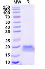 mCherry VHH-8His-Cys-tag Antibody in SDS-PAGE (SDS-PAGE)