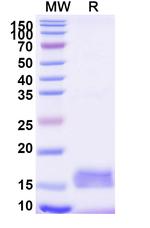 mCherry VHH-8His-Cys-tag Antibody in SDS-PAGE (SDS-PAGE)