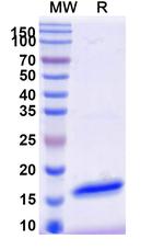 V5 Tag VHH-8His-Cys-tag Antibody in SDS-PAGE (SDS-PAGE)
