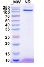 EPEA Tag (C-Tag) Antibody in SDS-PAGE (SDS-PAGE)