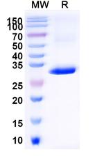 CD1d VHH-VHH-8His-Cys-tag Recombinant Alpaca Monoclonal Antibody (ID12)