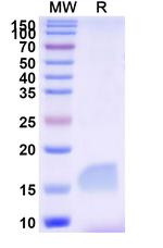 CD223 VHH-8His-Cys-tag Recombinant Alpaca Monoclonal Antibody (SAA2195)