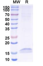 Cannabinoid Receptor 1 VHH-8His-Cys-tag Recombinant Alpaca Monoclonal Antibody (5D12)