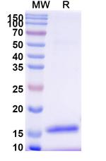 Bax VHH-8His-Cys-tag Recombinant Alpaca Monoclonal Antibody (SAA2133)