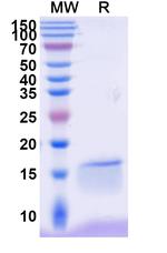 NKp30 VHH-8His-Cys-tag Recombinant Alpaca Monoclonal Antibody (VHH1)