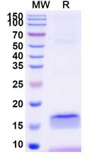 B7-H3 VHH-6His Antibody in SDS-PAGE (SDS-PAGE)