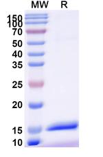 CX3CR1 VHH-8His-Cys-tag Recombinant Alpaca Monoclonal Antibody (11H11)