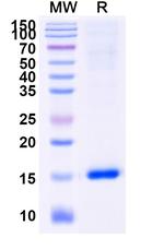 Caspase 3 VHH-8His-Cys-tag Recombinant Alpaca Monoclonal Antibody (VHH2)