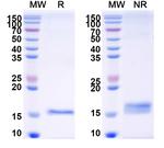 Galectin 7 VHH-8His-Cys-tag Recombinant Alpaca Monoclonal Antibody (Nb216)