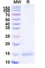 Tau VHH-8His-Cys-tag Recombinant Alpaca Monoclonal Antibody (2C5)