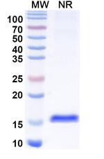 Tau VHH-8His-Cys-tag Recombinant Alpaca Monoclonal Antibody (SAA2138)