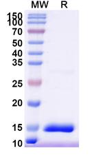 HTR3A VHH-8His-Cys-tag Recombinant Alpaca Monoclonal Antibody (SAA1479)