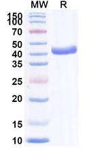 CXCL11 Recombinant Human Monoclonal Antibody (Iv0089)