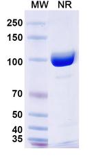 SFTPA1 Recombinant Mouse Monoclonal Antibody (SAA2226)