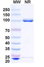 ADAM12 Recombinant Mouse Monoclonal Antibody (SAA1511)