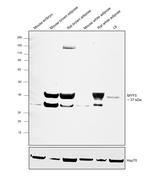 MYF5 Antibody in Western Blot (WB)