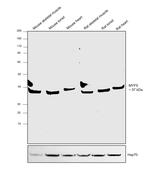 MYF5 Recombinant Rabbit Monoclonal Antibody (JE38-56)