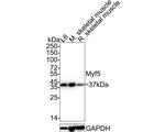 MYF5 Antibody in Western Blot (WB)