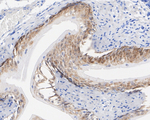 USF1 Antibody in Immunohistochemistry (Paraffin) (IHC (P))