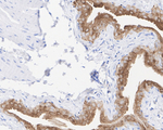 USF1 Antibody in Immunohistochemistry (Paraffin) (IHC (P))