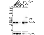 USF1 Antibody in Western Blot (WB)