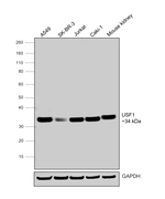 USF1 Antibody in Western Blot (WB)