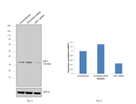 USF1 Antibody in Western Blot (WB)