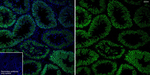 DDX4 Antibody in Immunohistochemistry (Frozen) (IHC (F))