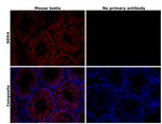 DDX4 Antibody in Immunohistochemistry (Paraffin) (IHC (P))