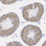 DDX4 Antibody in Immunohistochemistry (Paraffin) (IHC (P))