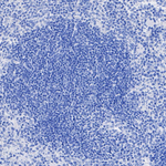 DDX4 Antibody in Immunohistochemistry (Paraffin) (IHC (P))