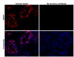 DDX4 Antibody in Immunohistochemistry (Paraffin) (IHC (P))