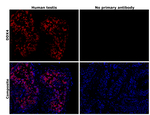 DDX4 Antibody in Immunohistochemistry (Paraffin) (IHC (P))